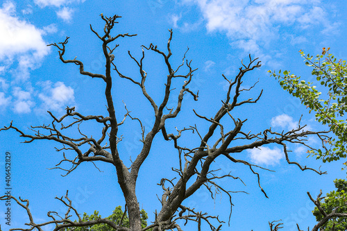 Old dry tree on a background of blue sky with white clouds