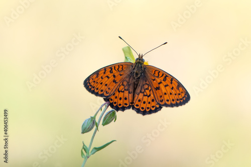 Wallpaper Mural Beautiful butterfly Boloria selene spread its wings on the flower on a summer day Torontodigital.ca