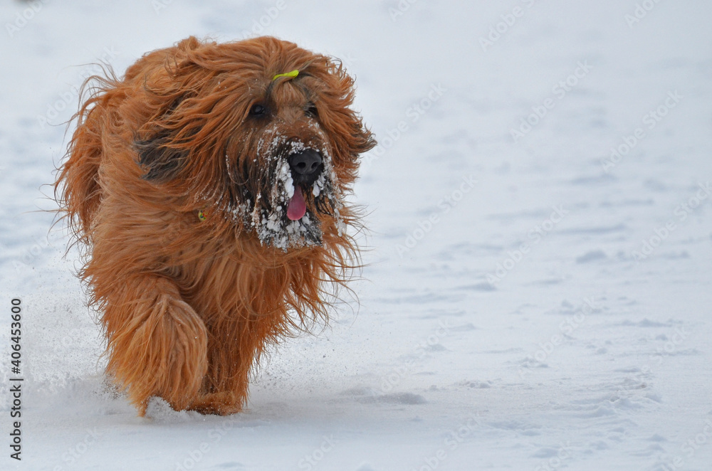 Fototapeta premium Hund Berger de Brie - Briard - im Winter mit Schneebart