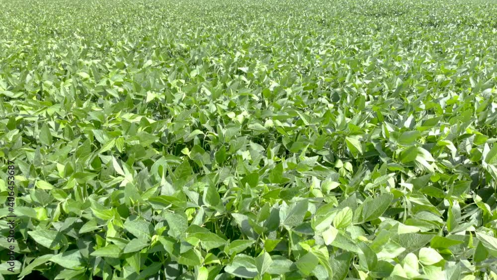 Fly over crops of soy bean plants. Agriculture field in Brazil Fly over crops of soy bean plants. Agriculture field in Brazil