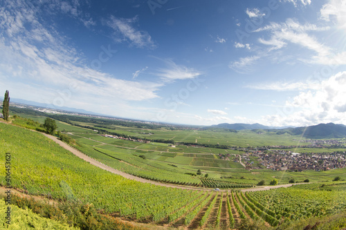 Fototapeta Naklejka Na Ścianę i Meble -  alsacian vineyard