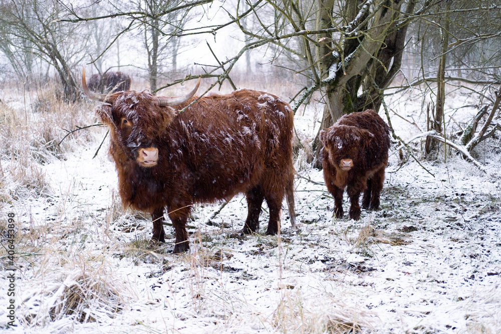 Scottish highland cow in a forest in the Netherlands. Scottish highland cow in a forest in the Netherlands.