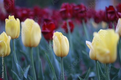 Red and yellow tulips