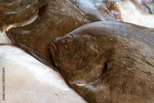 Fotografie Stack of fresh brill fish (Scophthalmus rhombus) is a species of flatfish, sold it at matket,seafood