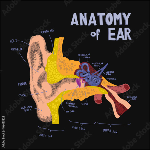 anatomical structure the human ear. Anatomy of human ear in doodle and drawn style. Cochlea ans ear compopents