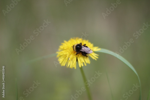 bee on dandelion
