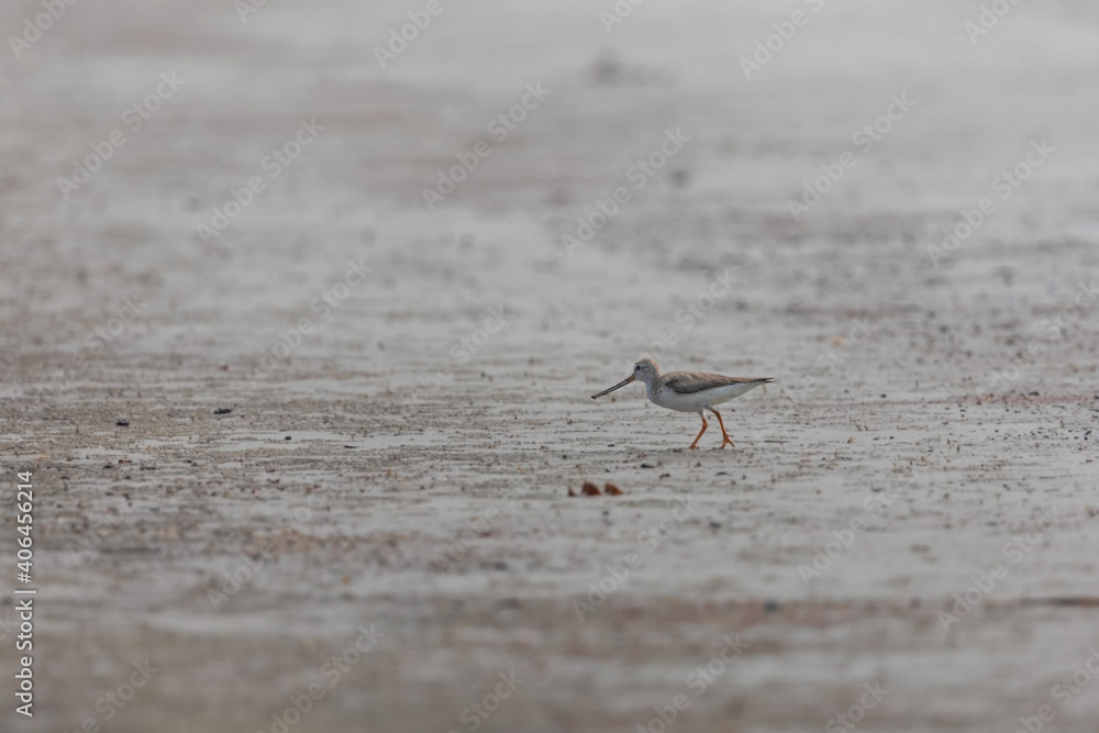 Terek sandpiper (Xenus cinereus) is foraging at Frazergunj, West Bengal, India