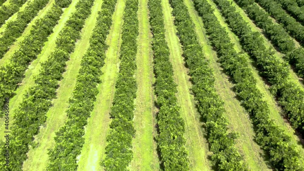 Aerial views over top of rows of orange trees in plantation. Aerial views over top of rows of orange trees in plantation.