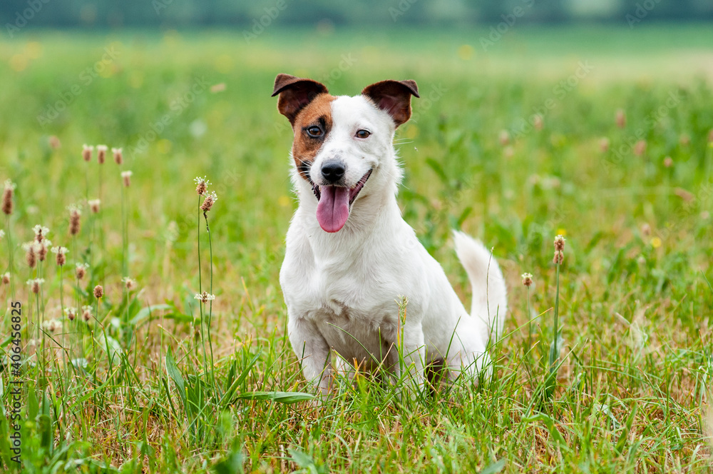 Full body portrait of Jack Russell Terrier in a natural scenery, outdoors Full body portrait of Jack Russell Terrier in a natural scenery, outdoors