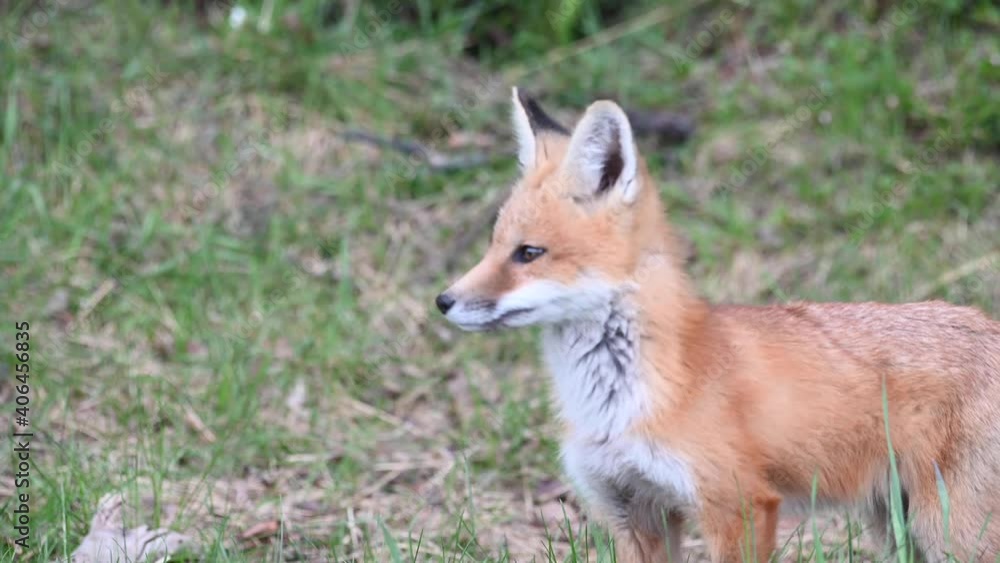 Red fox kits in the Canadian wilderness Red fox kits in the Canadian wilderness