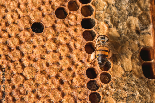 abeja con polen en las patas  en colmena