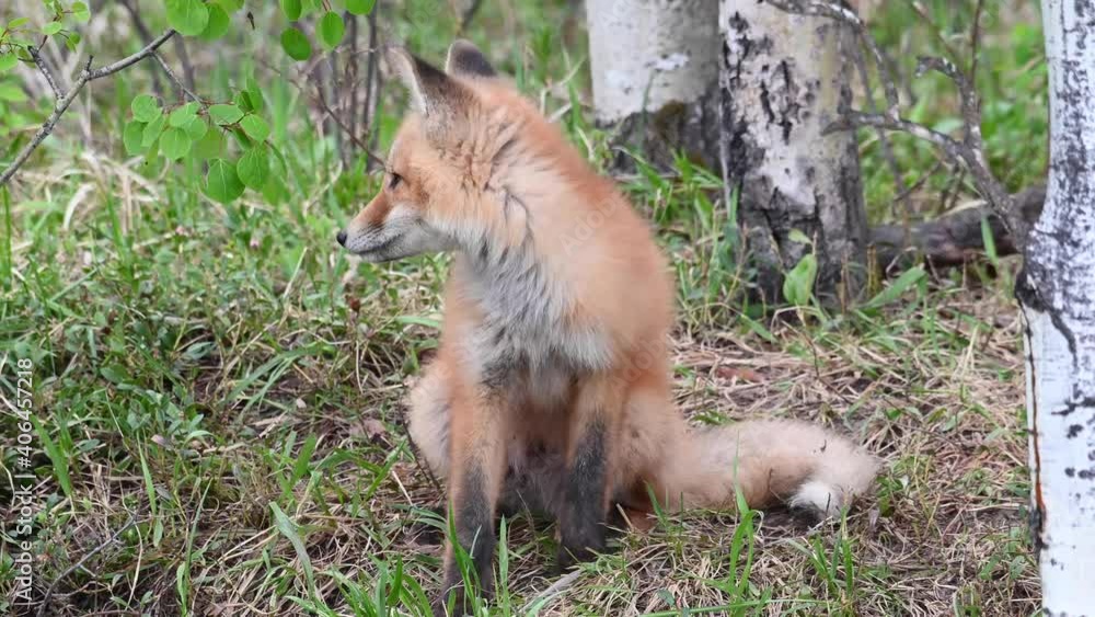 Red fox kits in the Canadian wilderness Red fox kits in the Canadian wilderness