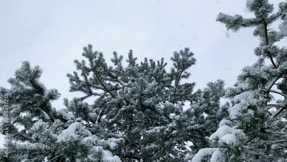 Pine Tree Covered In Snow During Heavy Snowfall In Winter Season. - low angle Pine Tree Covered In Snow During Heavy Snowfall In Winter Season. - low angle