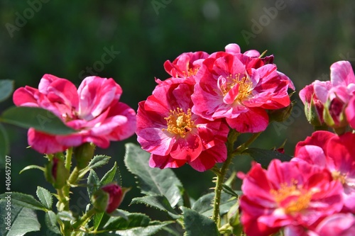 Amazing wild red and pink roses with selective focus in nature. Beautiful wild rose bush with tender petals and blurred green leaves. Medical plants