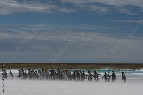 The king penguin (Aptenodytes patagonicus)