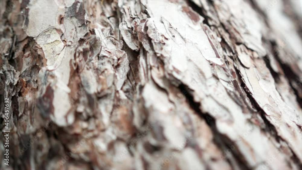 Tight super slow motion shot of tree bark showing fine details with super shallow depth of field. 

1080P 200FPS 10Bit SLOG2-REC709