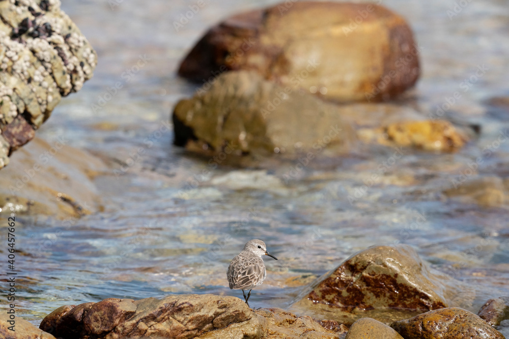 The white-rumped sandpiper (Calidris fuscicollis) The white-rumped sandpiper (Calidris fuscicollis)