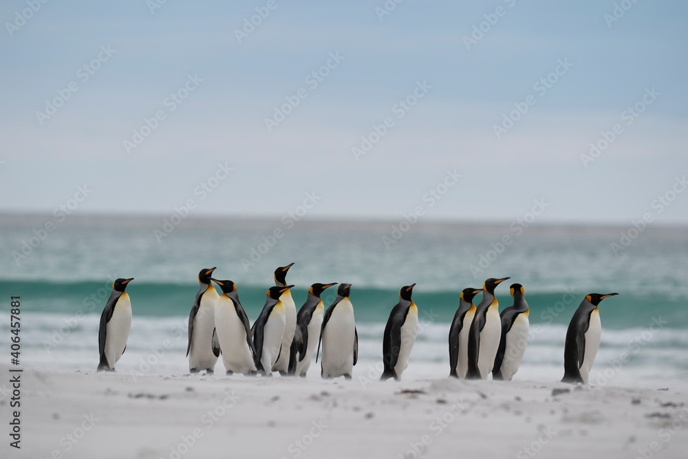 Obraz premium The king penguin (Aptenodytes patagonicus)