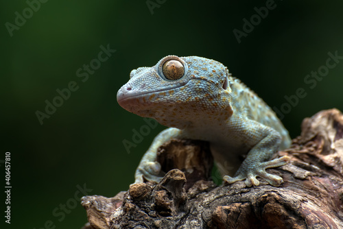 Slika na platnu Front view look of a tokay gecko