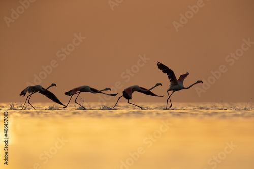 Silhouette of Greater Flamingos takeoff at Asker coast during sunrise, Bahrain © Dr Ajay Kumar Singh