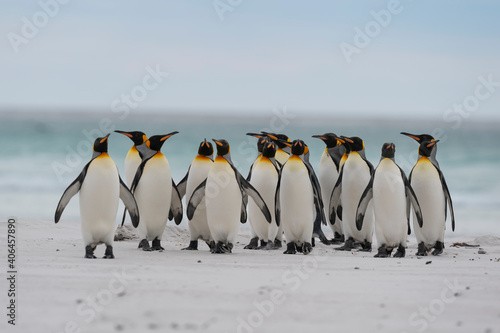 Quadro su tela The king penguin (Aptenodytes patagonicus)