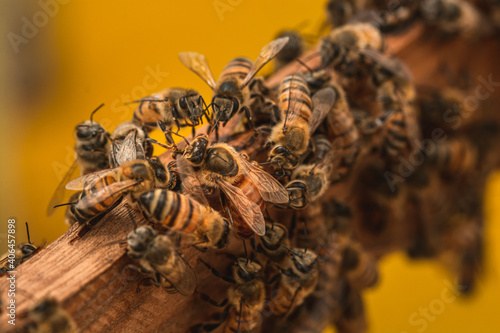 abeja reina con otras abejas obreras