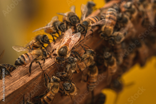 abeja reina con otras abejas obreras 