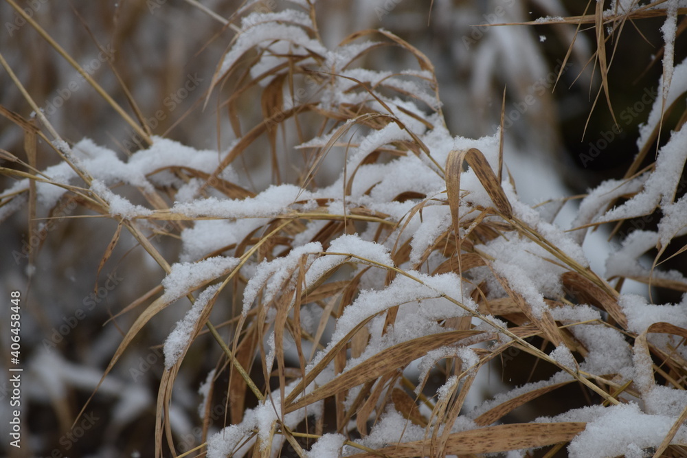 Fototapeta premium Grass with Snow