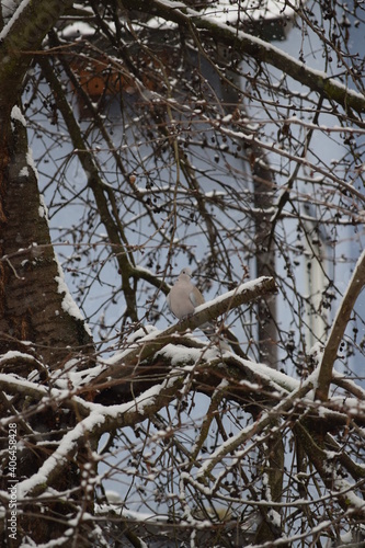 Collared dove in Snowfall