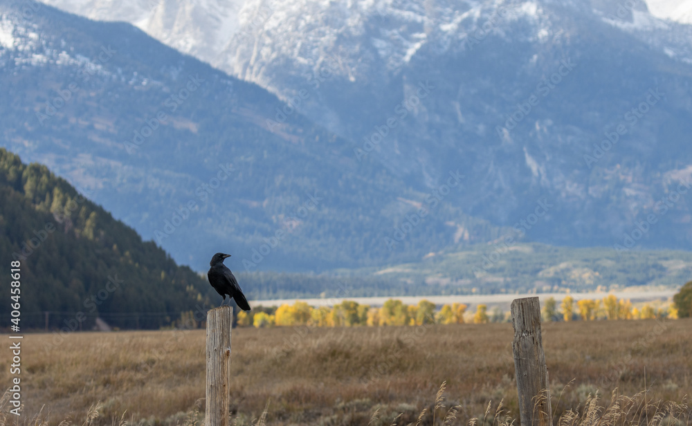 Fototapeta premium Raven in Autumn in Grand Teton National Park Wyoming