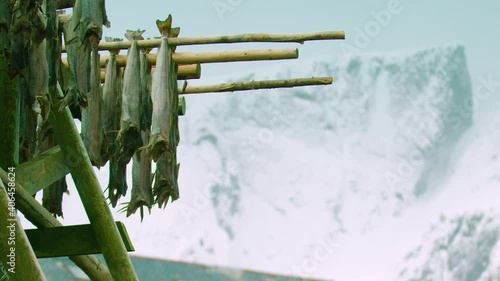ZOOM IN to CLOSE UP of cod stockfish hanging out to dry, Norway photo