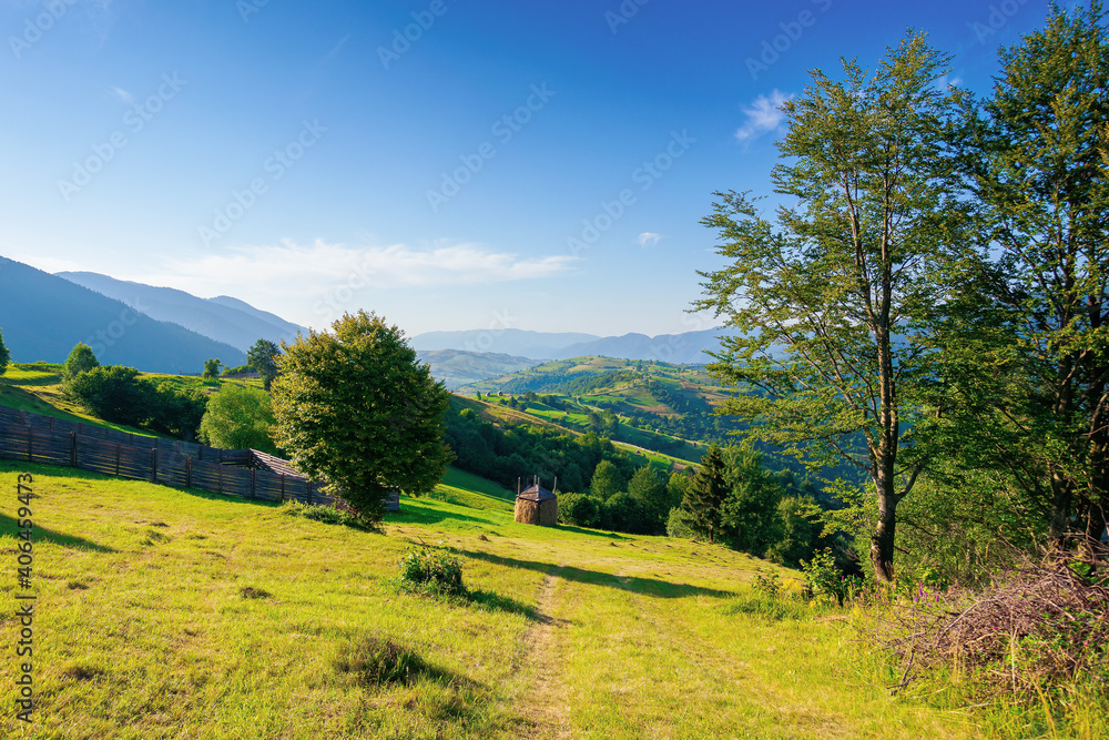 mountainous rural area in the morning. beautiful remote agricultural landscape in summer. trees and grassy fields on rolling hills