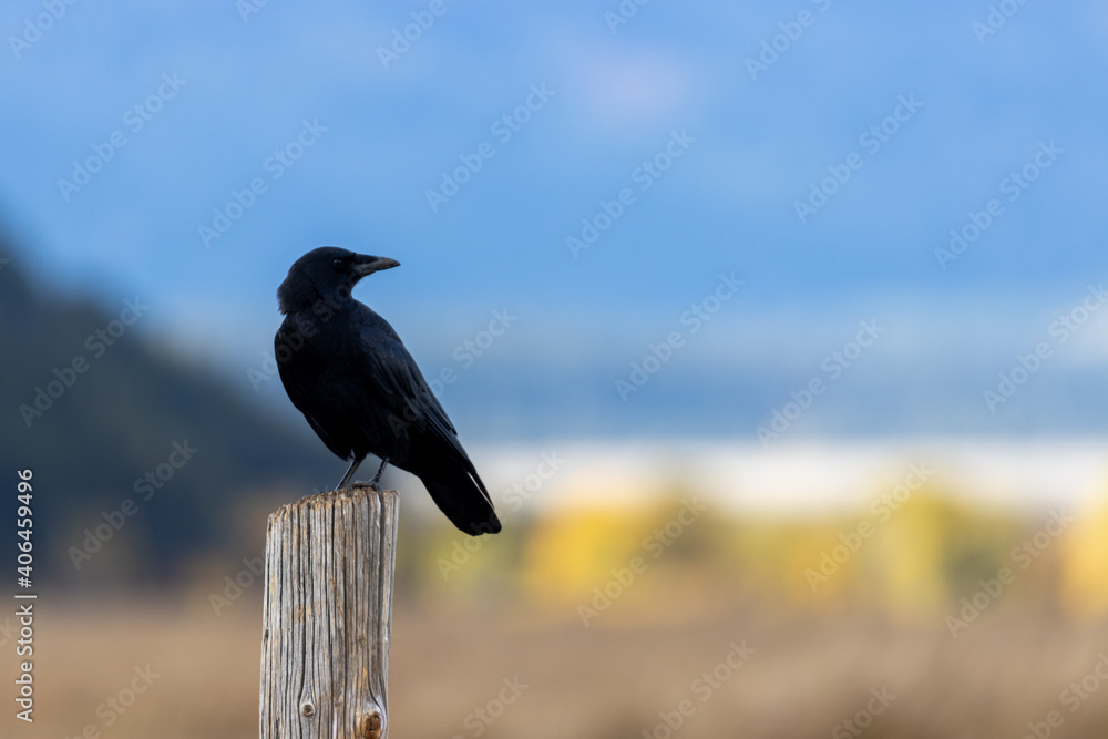 Fototapeta premium Raven in Autumn in Grand Teton National Park Wyoming