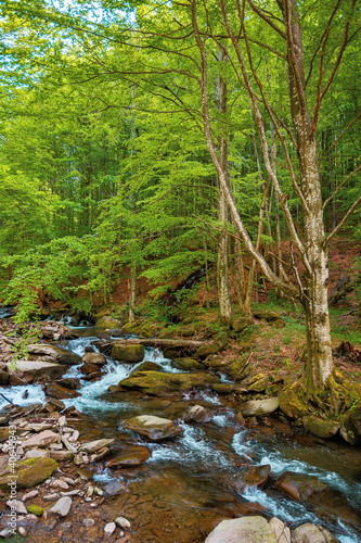 mountain river runs through the forest. water flow among the rocks. trees in fresh green foliage. beautiful nature scenery in spring