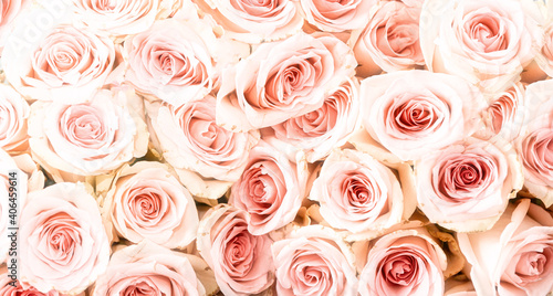 Fototapeta Naklejka Na Ścianę i Meble -  Bright pink roses as a floral nature background. Romantic valentines day card