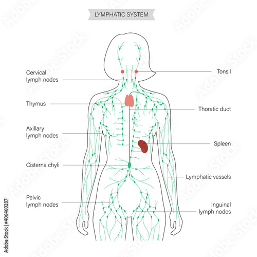 Lymphatic system concept