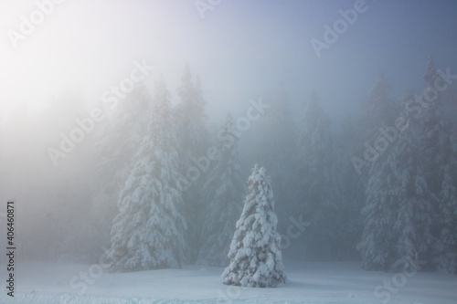 sapins en montagne en hiver recouverts de neige et dans le blizzard