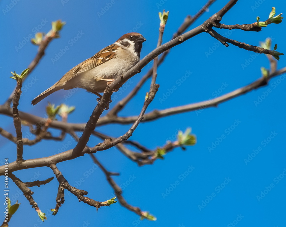 Bird sparrow close-up on a branch of an apple tree in spring against a blue sky Bird sparrow close-up on a branch of an apple tree in spring against a blue sky