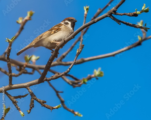 Bird sparrow close-up on a branch of an apple tree in spring against a blue sky