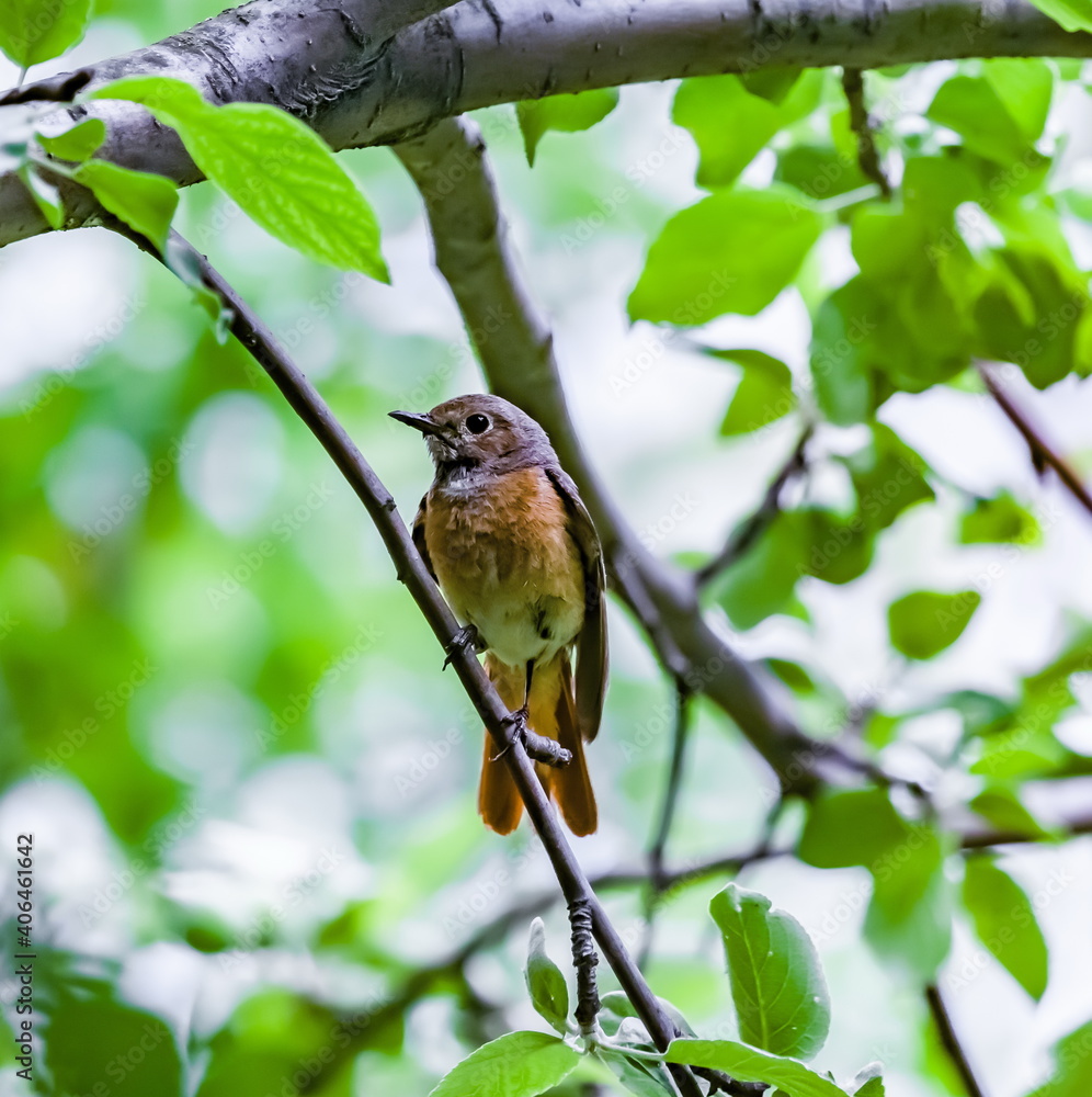 Fototapeta premium Bird redstart ordinary close-up in summer on the branch of an apple tree against the background of green foliage