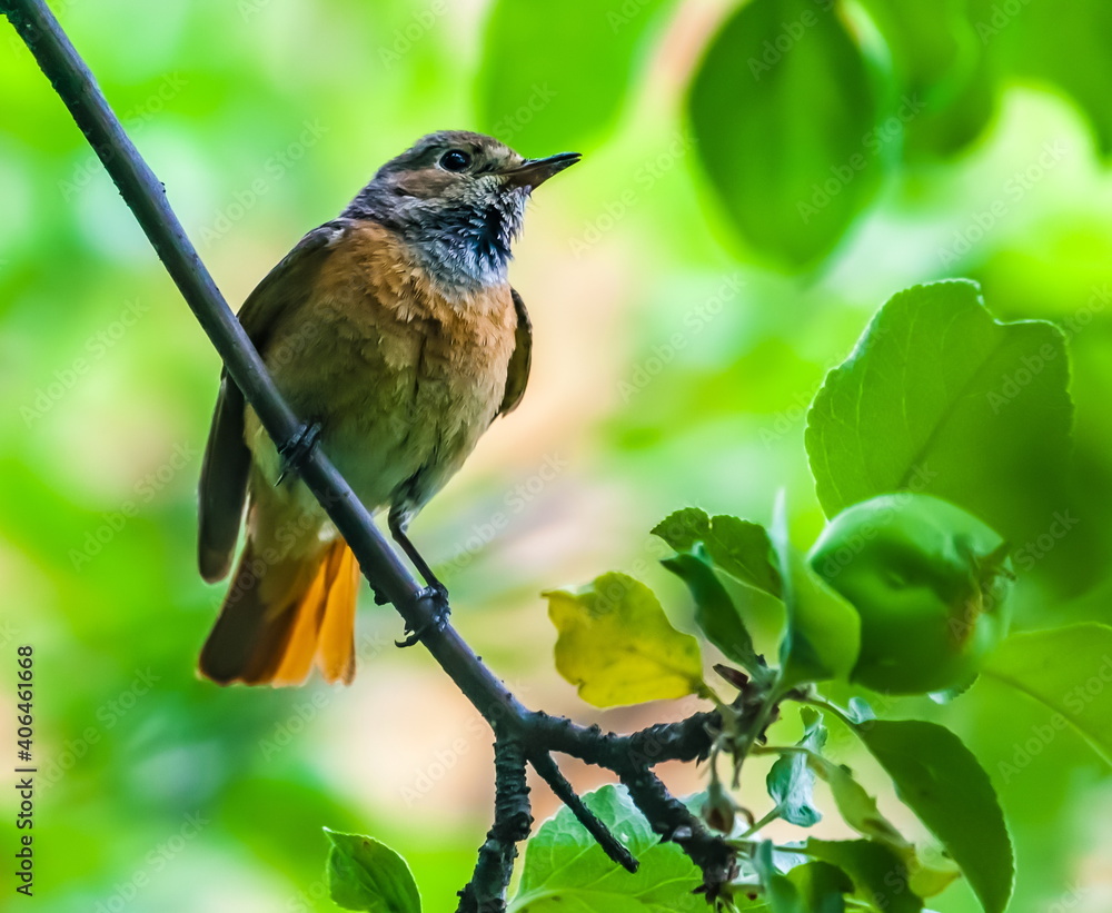 Fototapeta premium Bird redstart ordinary close-up in summer on the branch of an apple tree against the background of green foliage