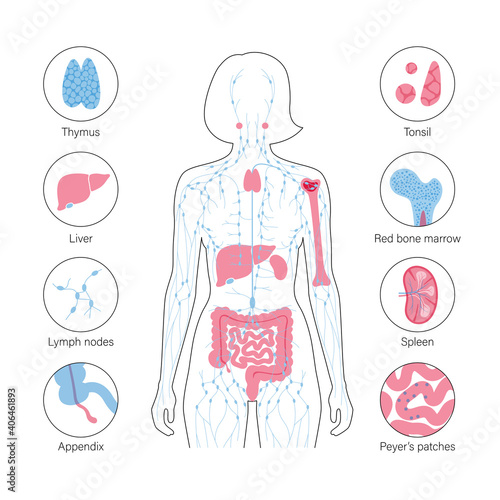 Lymphatic system concept