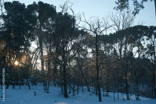 Fototapeta Naklejka Na Ścianę i Meble -  krajobraz zima drzewa śnieg rośliny natura