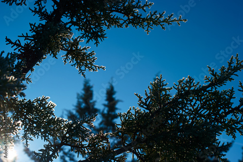 Fototapeta Naklejka Na Ścianę i Meble -  roślina makro zima gałęzie śnieg