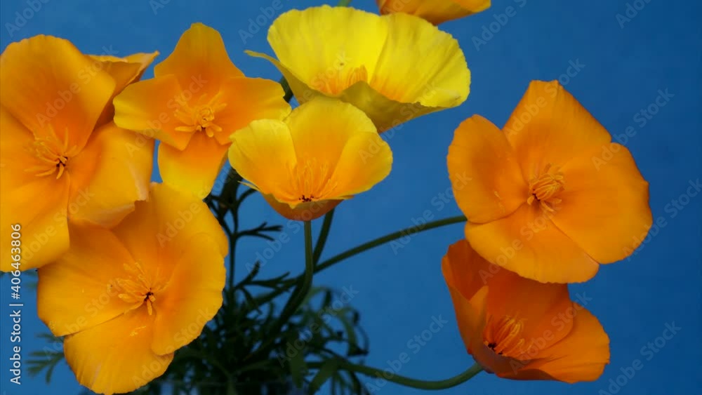 Timelapse of a bouquet of yellow Escholzia flowers blooming on a blue background.. Background, concept of Valentine's day, women's day, holiday of the eighth of March Timelapse of a bouquet of yellow Escholzia flowers blooming on a blue background.. Background, concept of Valentine's day, women's day, holiday of the eighth of March