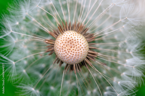 Fluffy airy white dandelion on a green background macro. Plant texture in nature. Selective Focus.