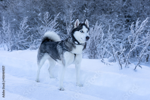 A dog breed Husky stands in the snow