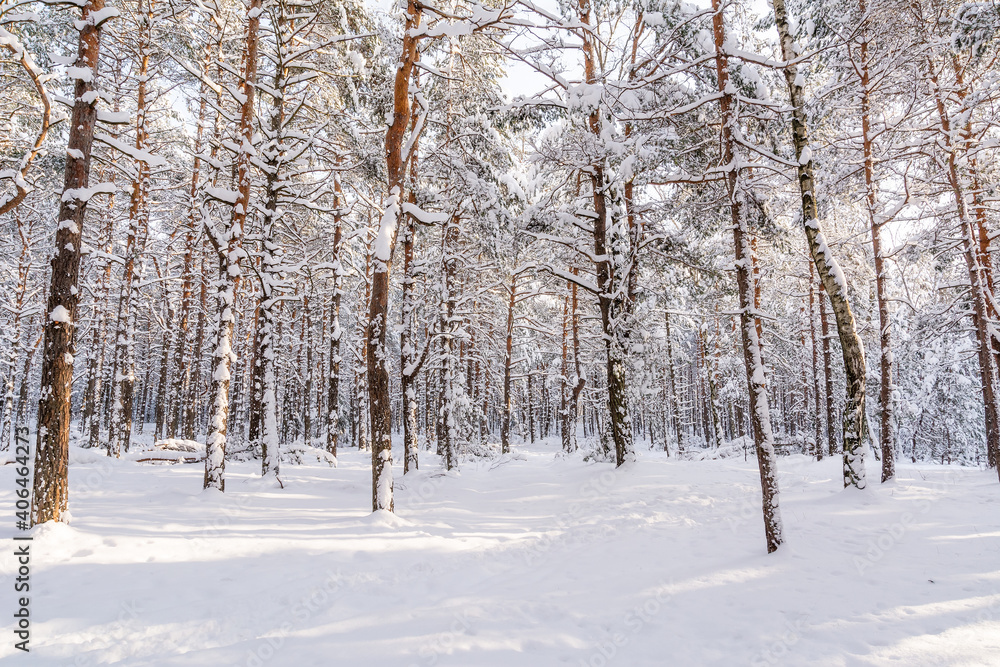 Pine forest in winter in sunny day (Poland)