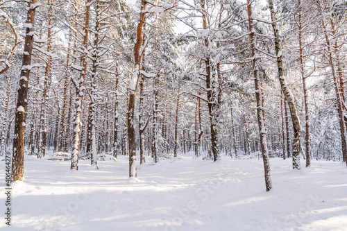 Pine forest in winter in sunny day (Poland) © Przemyslaw Reinfus