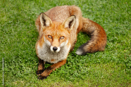 Fototapeta Naklejka Na Ścianę i Meble -  Close up of a red fox lying on green grass